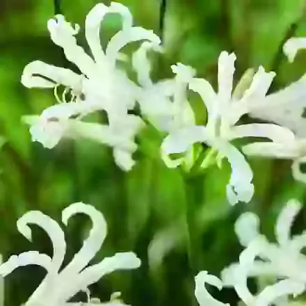 Bowdenii Like a Virgin